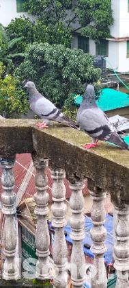 কবুতর